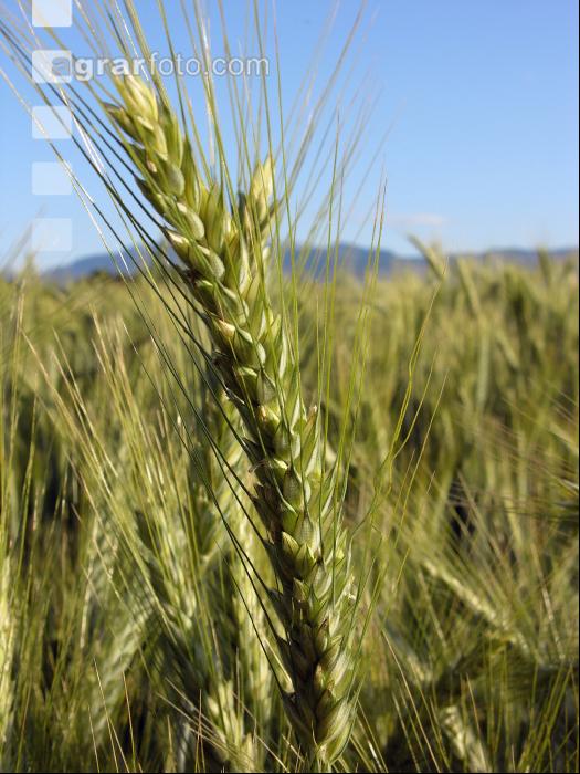 Triticale 1