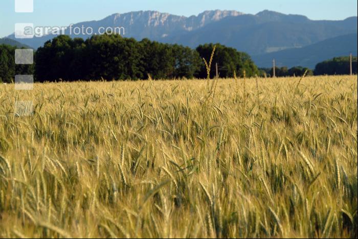 Triticale milchreif 5