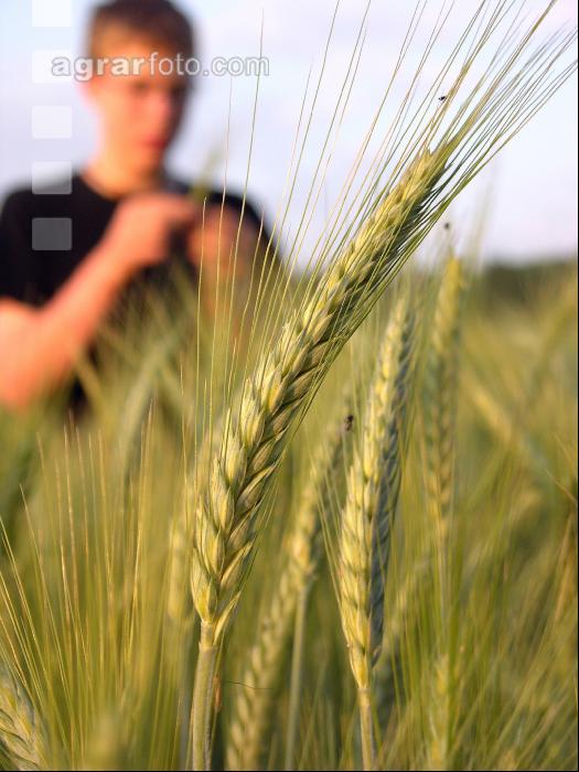 Triticale milchreif 1