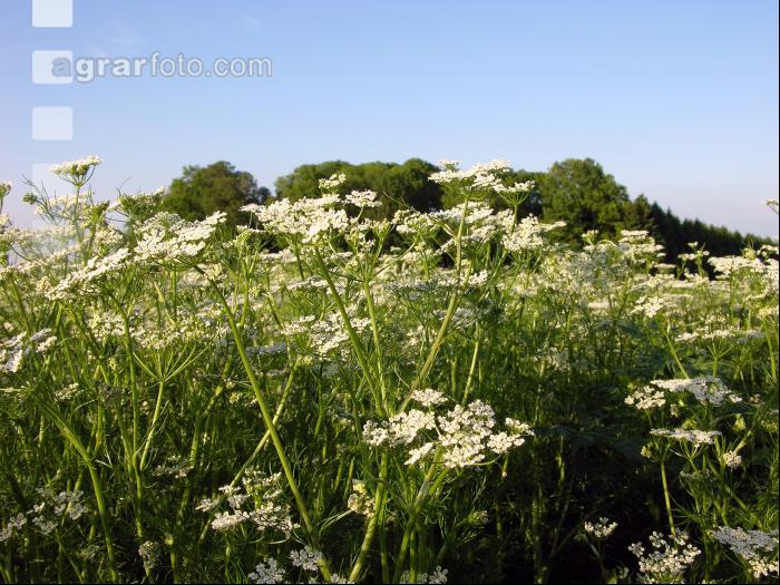 Kümmel Blüte 9