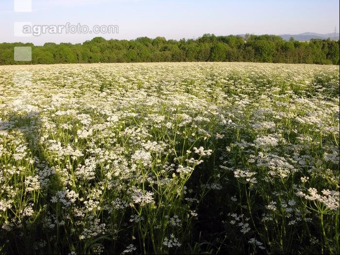 Kümmel Blüte 4