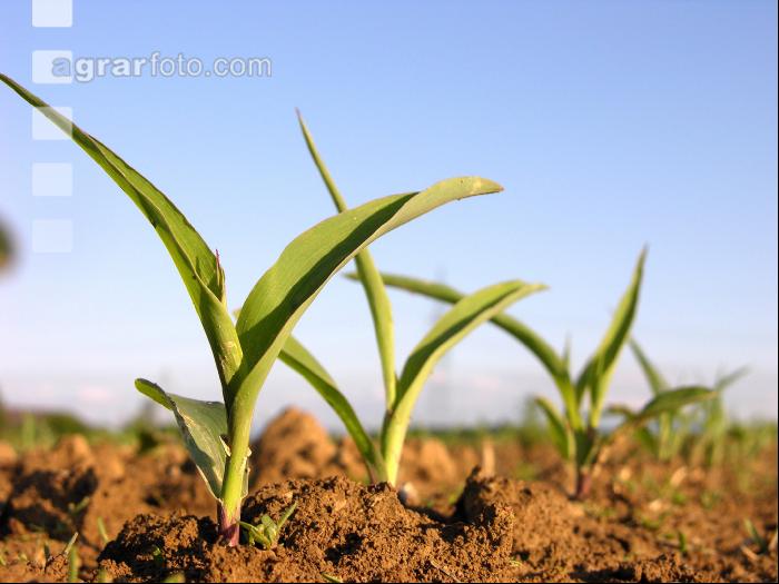 Mais 3 Blatt 1