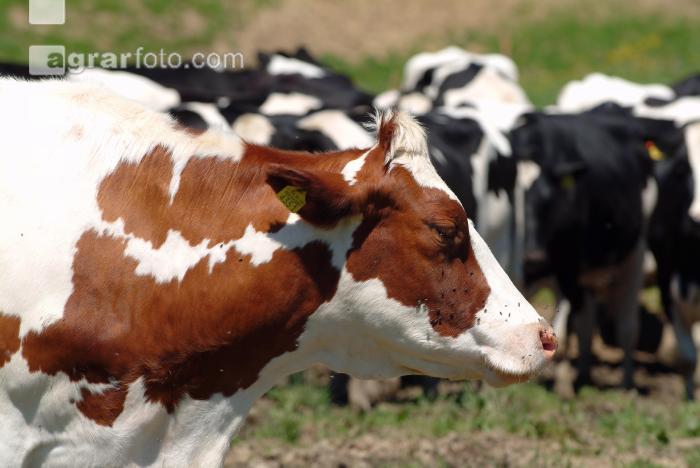 Holstein Weide 44