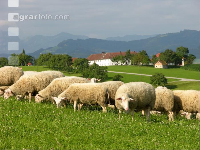 Milchschafe Weide 02