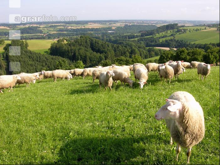 Milchschafe Weide 03