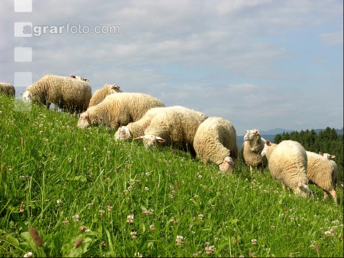 Milchschafe Weide 05