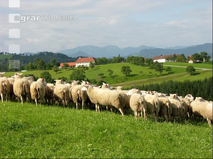 Milchschafe Weide 18