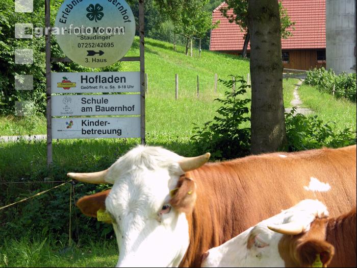 Hofschild 1