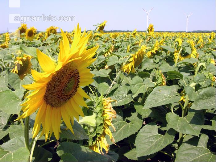 Sonnenblume Blüte 15