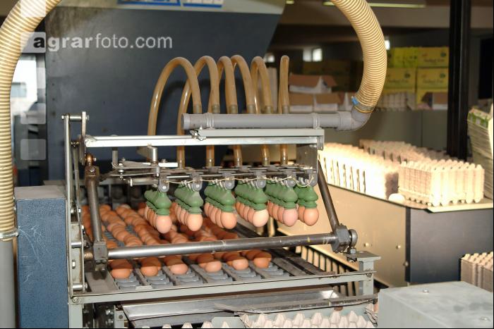 Eier sortieren 2