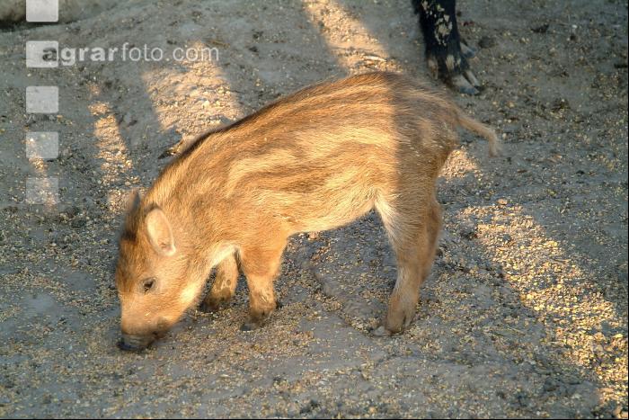 Wildschweine 1