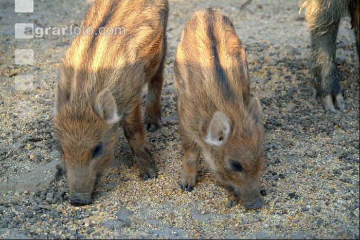 Wildschweine 2