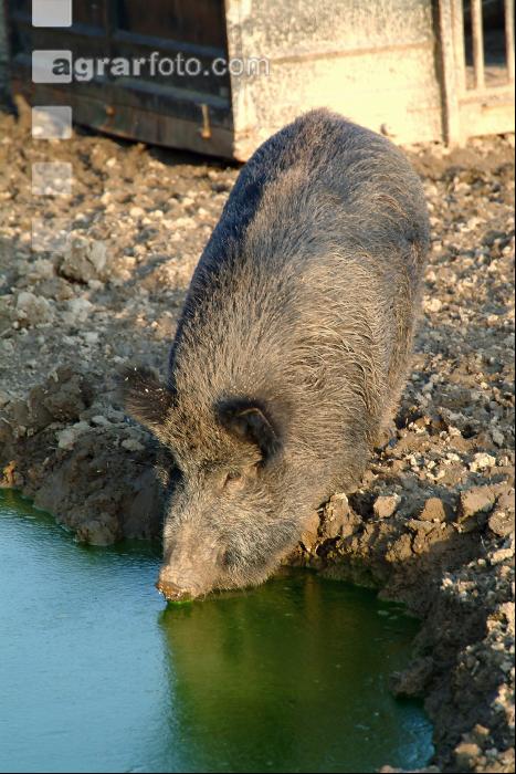 Wildschweine 5