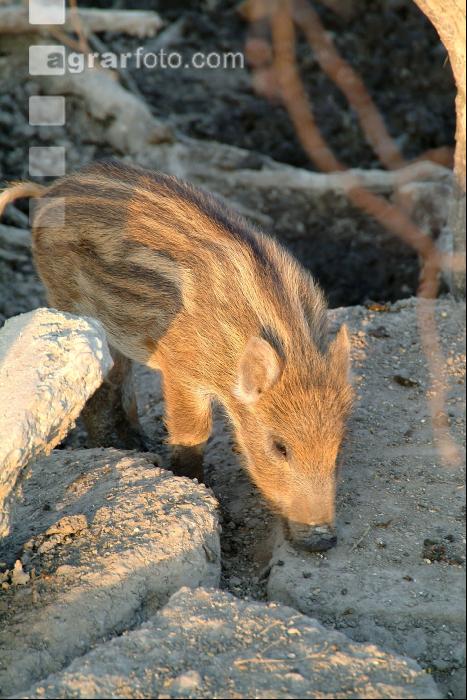 Wildschweine 6