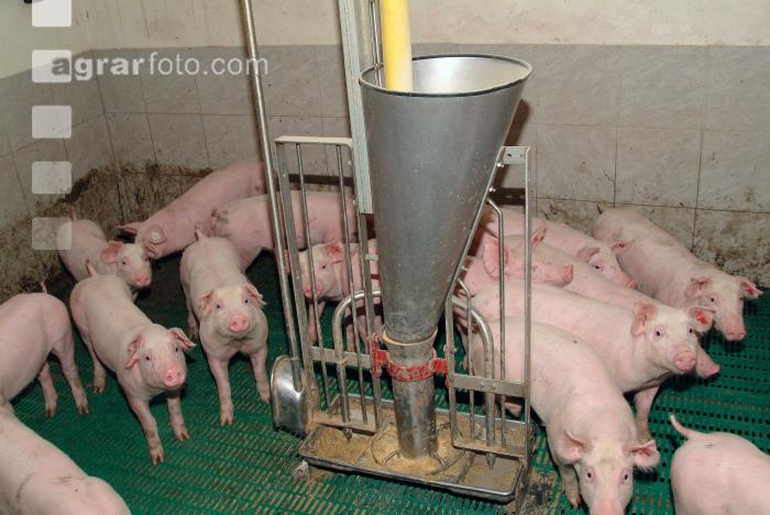 Ferkel säugen 3