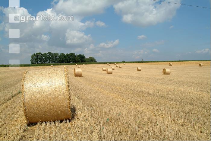 Rundballen Stroh 1