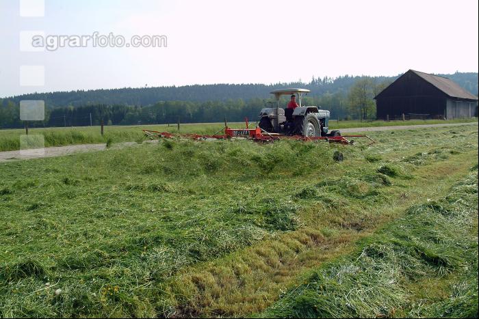 Grünfutter zetten 32