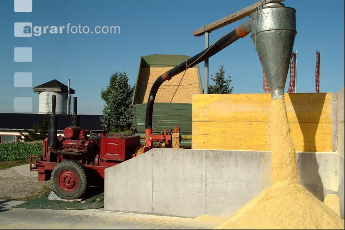 Maiskornsilage 12
