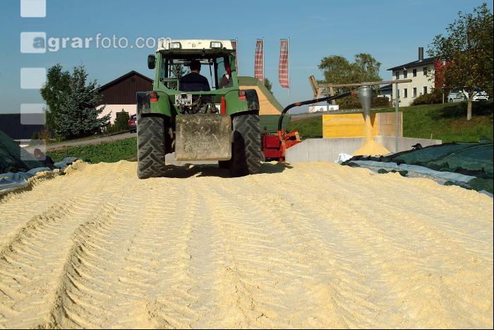 Maiskornsilage 11