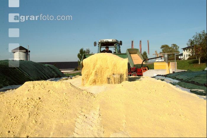 Maiskornsilage 8