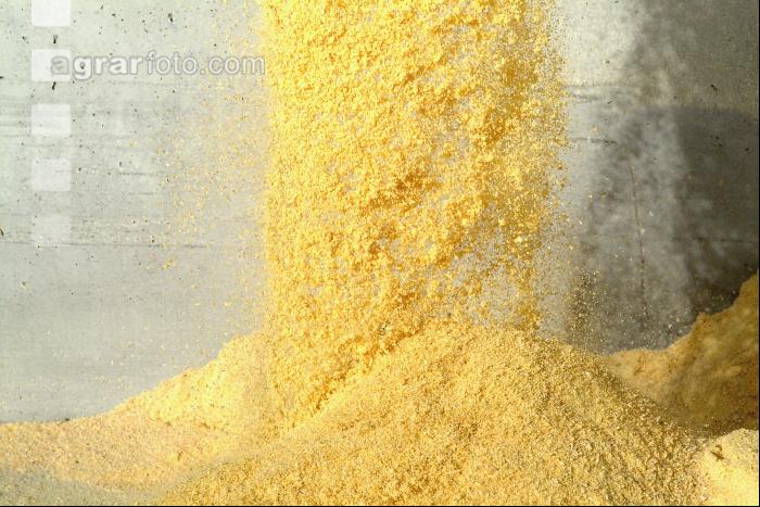 Maiskornsilage 5
