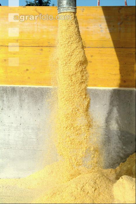 Maiskornsilage 3
