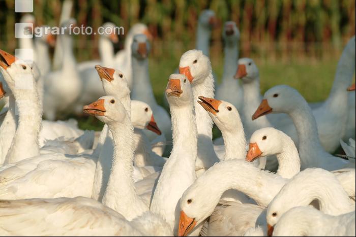 Gänse treiben 4