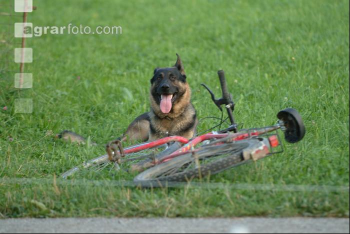 Schäferhund 2
