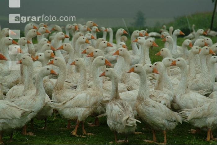 Gänse im Regen 1