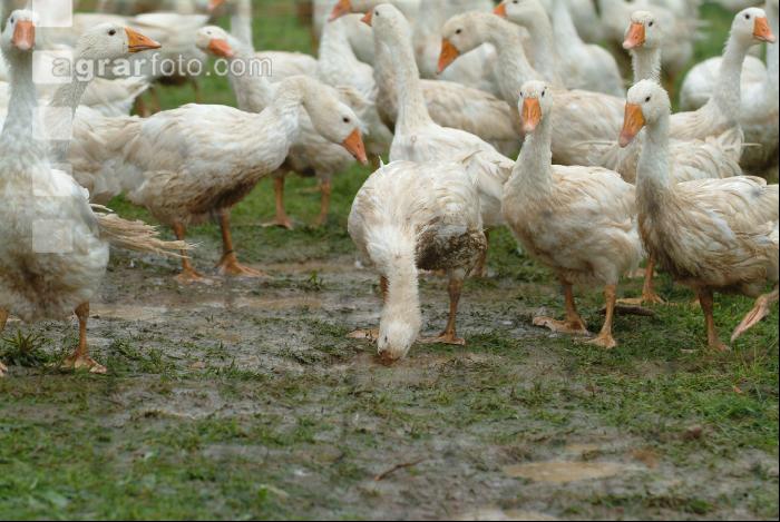 Gänse im Regen 5