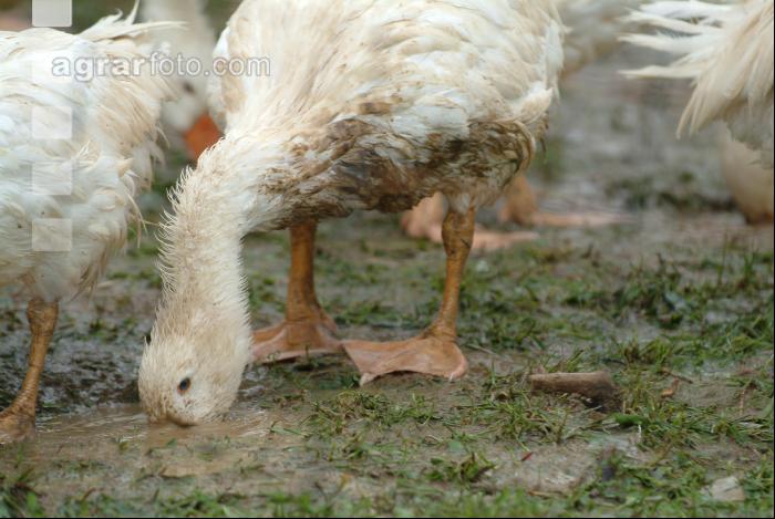 Gänse im Regen 6