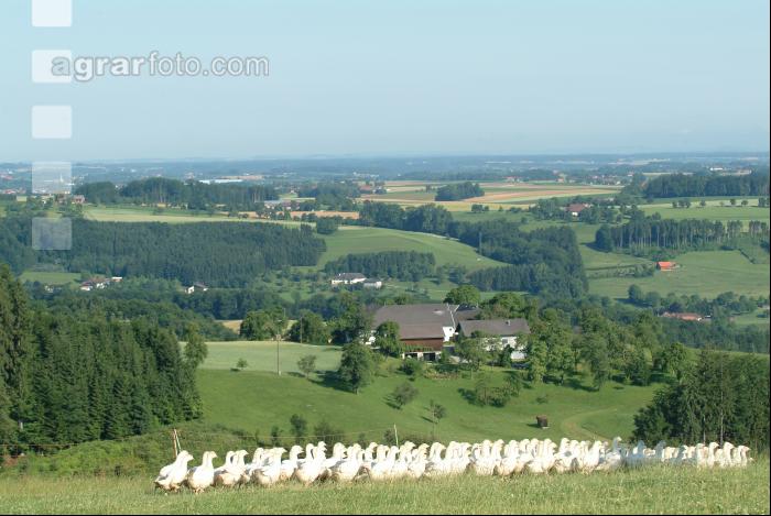 Weidegänse 53