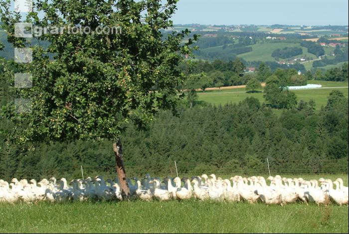 Weidegänse 50