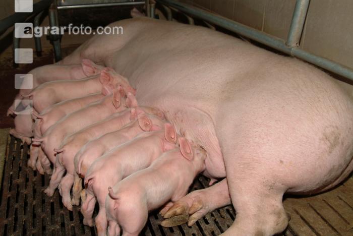 Ferkel säugen 47