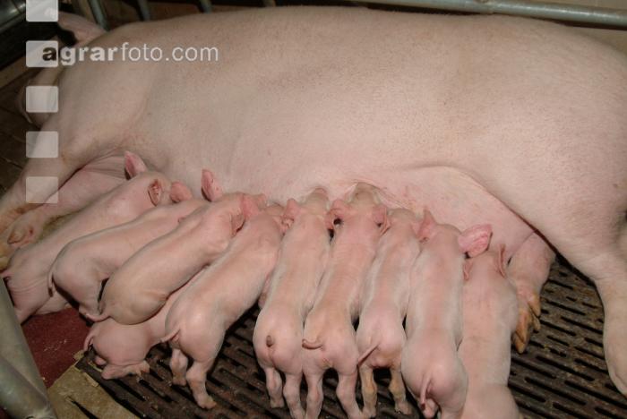 Ferkel säugen 48