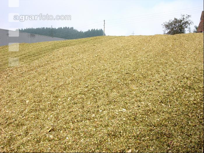 Silomais Silage 34