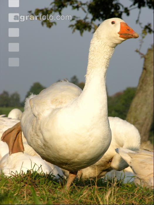 Dänische Gans 5