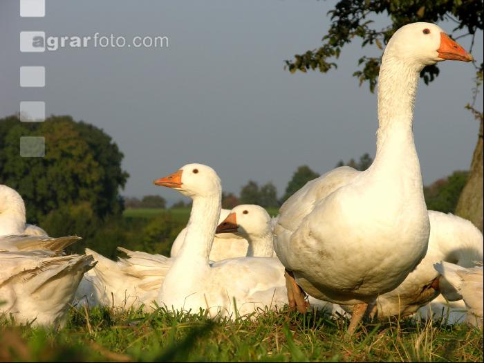 Dänische Gans 7