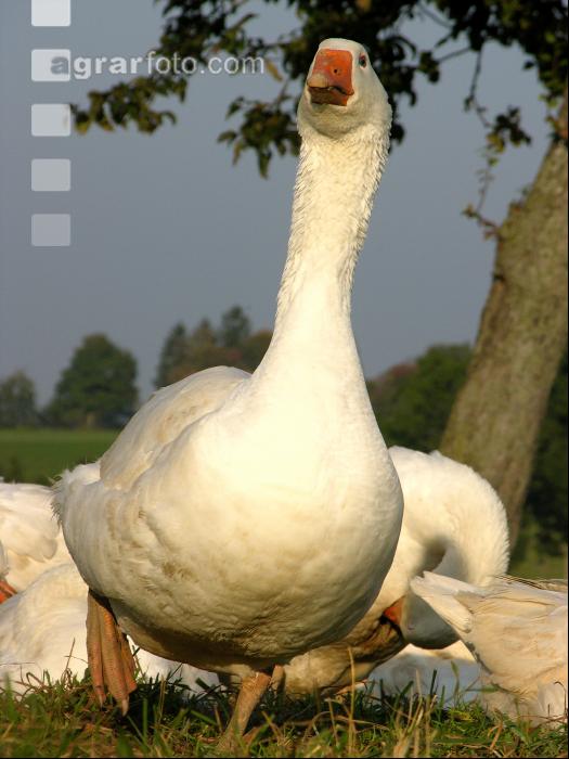 Weidegänse 41