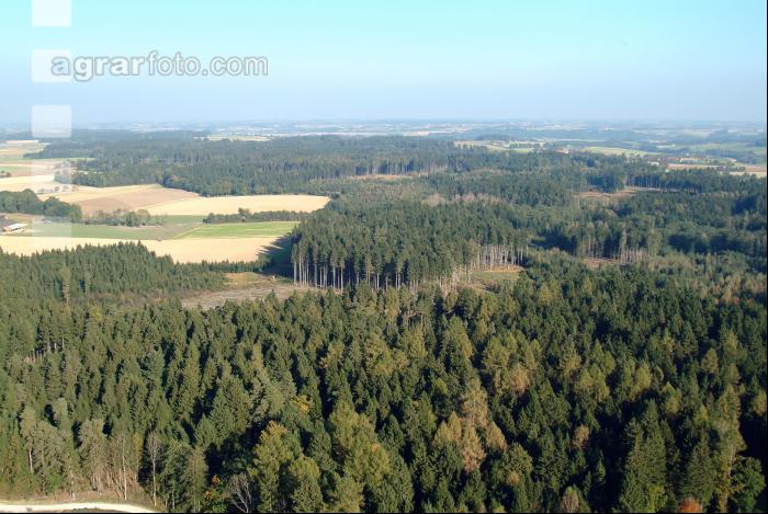 Waldland Luft