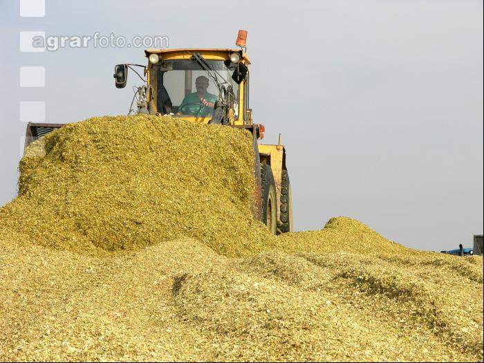 Silomais Silage 84