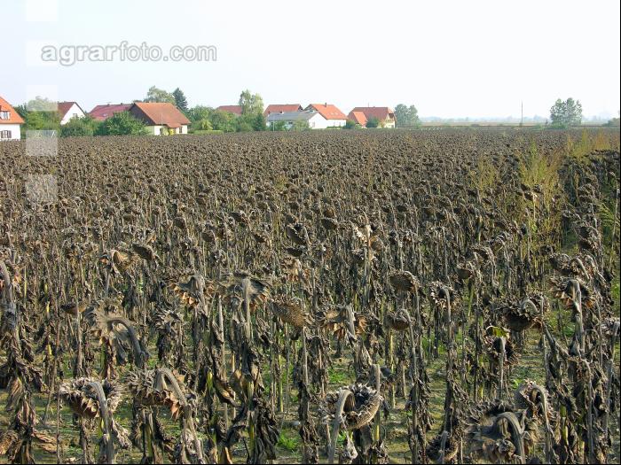 Sonnenblumen reif 9