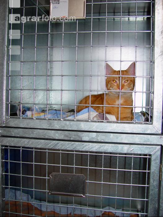 Katze Käfigraum