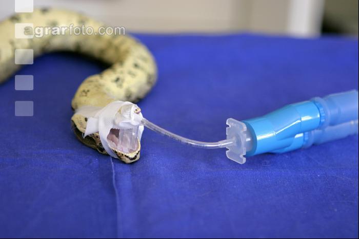Boa Operation 3