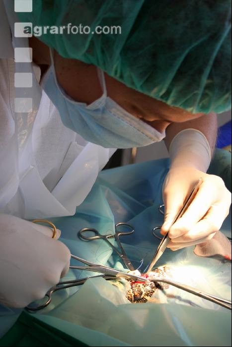 Boa Operation 11