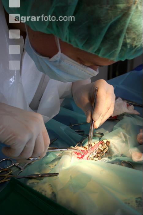 Boa Operation 13