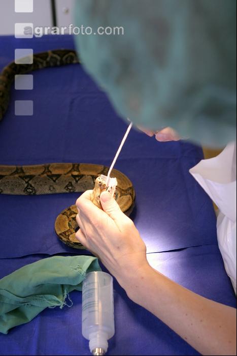Boa Operation 14