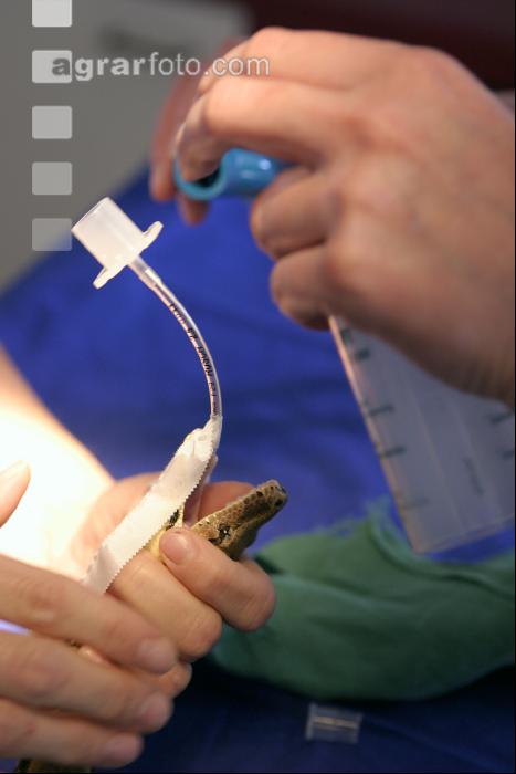 Boa Operation 15