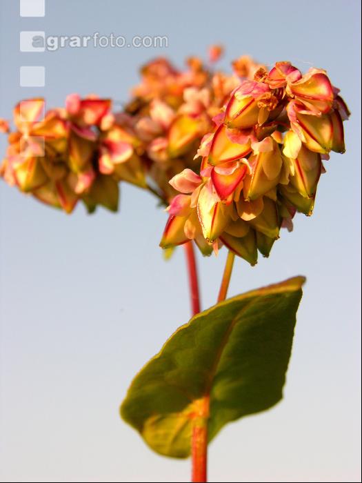 Buchweizen Blüte 2