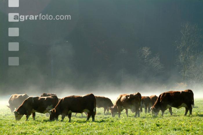 Fleckvieh Nebel 1